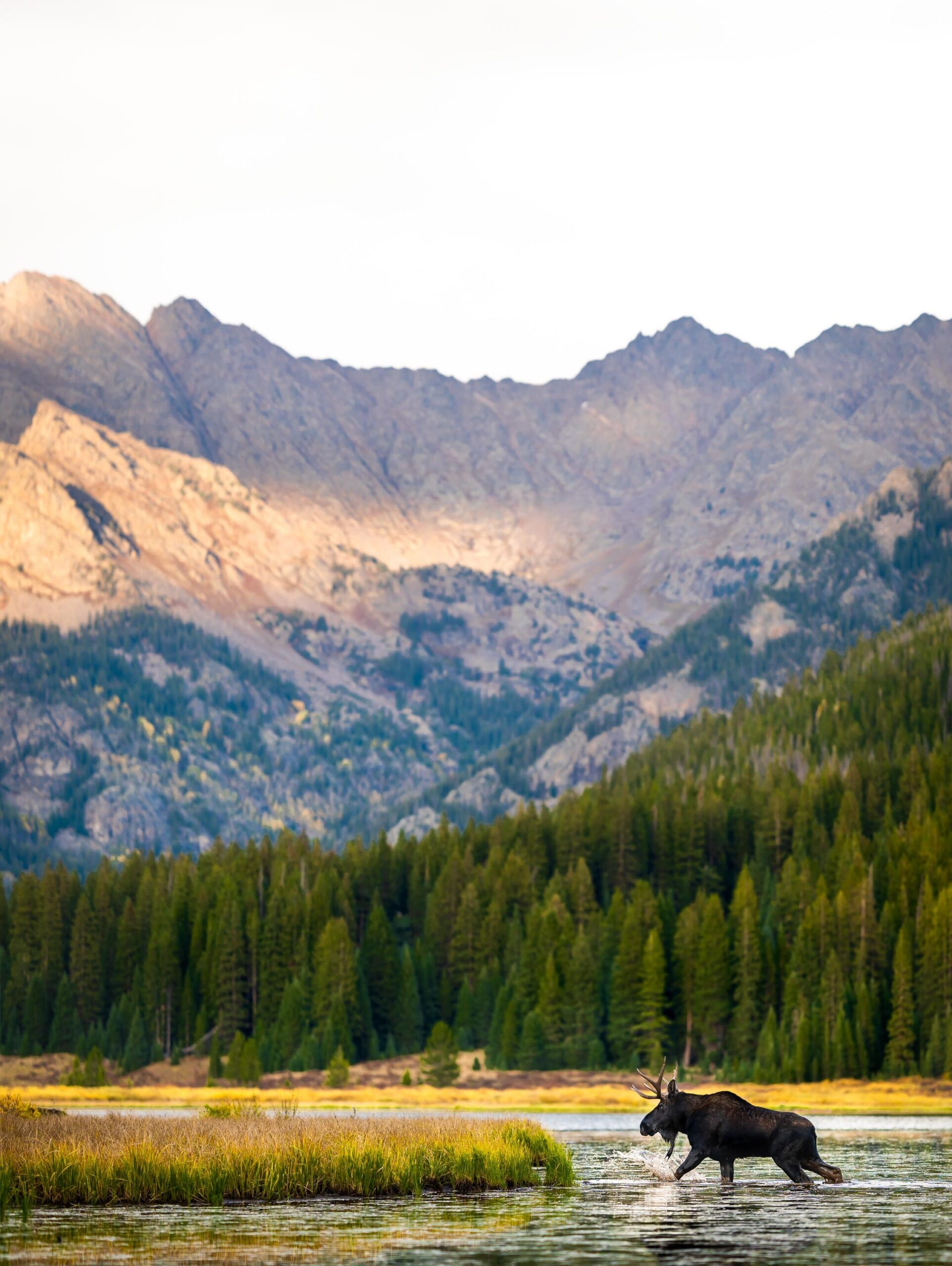 Engaged couple embraces as they watch a moose walk by during a portrait session by the lake during golden hour in the peak of the fall season with foliage all around, Engagement Session, Engagement Photos, Engagement Photos Inspiration, Engagement Photography, Engagement Photographer, Fall Engagement Photos, Mountain Engagement Photos, Piney River Ranch engagement photos, Vail engagement session, Vail engagement photos, Vail engagement photography, Vail engagement photographer, Vail engagement inspiration, Colorado engagement session, Colorado engagement photos, Colorado engagement photography, Colorado engagement photographer, Colorado engagement inspiration